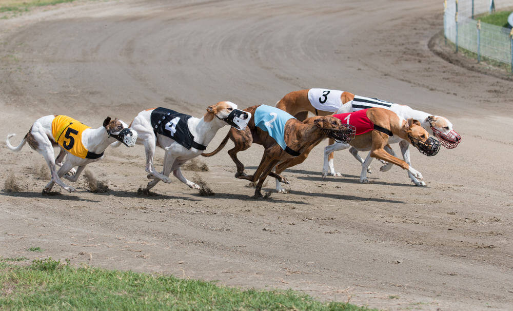 greyhound wagering