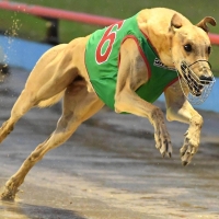 Greyhound Betting Odds