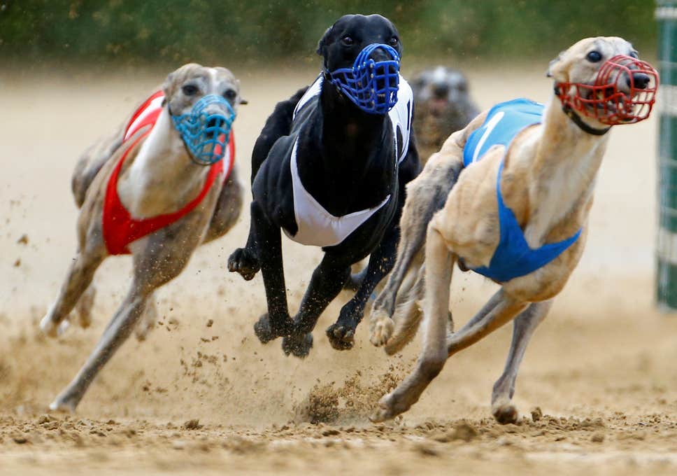 greyhound betting